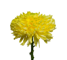 large yellow chrysanthemum on a stem without leaves isolated on white background, close-up