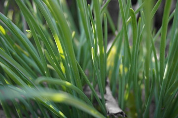 fleurs et végétation au fils des saisons.