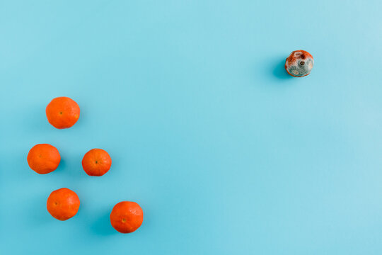Top view of fresh juicy mandarins in different stages of ripening to moldy state