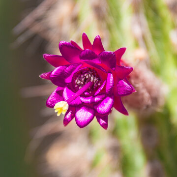 Kaktusbl&uuml;te Cleistocactus tupizensis