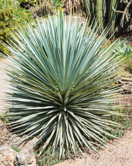 Palmlilie, Yucca