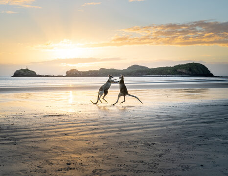 Side view of kangaroos fighting with each other on wet beach near ocean on background of sundown sky in Australia