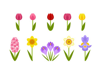 Spring flowers isolated on white background. Red, yellow and pink tulips of different shapes. Vector daffodil, iris, crocus and hyacinth with green leaves. Set of cute simple flat illustration, icons.