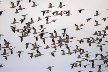 thousands of migratory tundra swans in flight in the  Blackwater National Wildlife Refuge in Cambridge, maryland