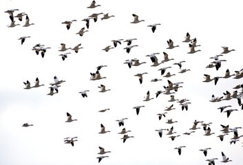 thousands of migratory tundra swans in flight in the  Blackwater National Wildlife Refuge in Cambridge, maryland