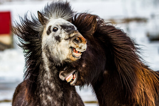 Cute funny Icelandic horses cuddling and neighing while grazing in snowy terrain in winter in Iceland