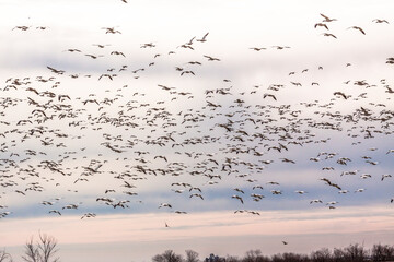 thousands of migratory tundra swans in flight in the  Blackwater National Wildlife Refuge in Cambridge, maryland
