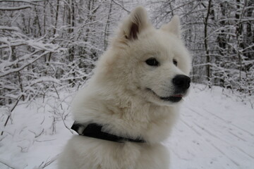 Obraz premium White dog