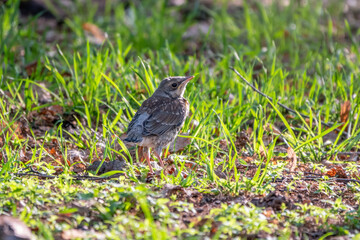 A fieldfare chick, Turdus pilaris, has left the nest and sitting on the spring lawn. A fieldfare chick sits on the ground and waits for food from its parents.