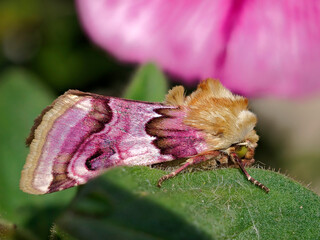 beautiful colorful moth sitting on green leaf (autographa bractea)