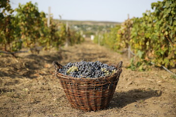 harvest blue grapes on vine plantation