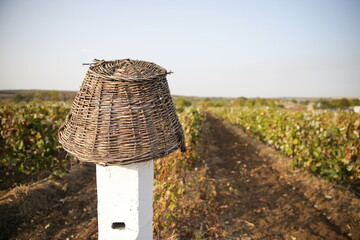 Basket for grapes on a pillar against the background of a grape plantation