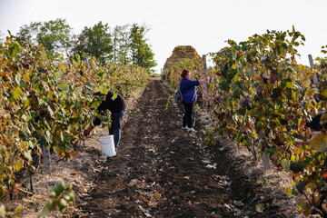 people pick grapes
