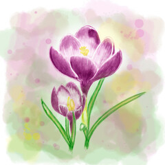 Obraz premium Watercolor drawing of crocuses. Digitally imitation.