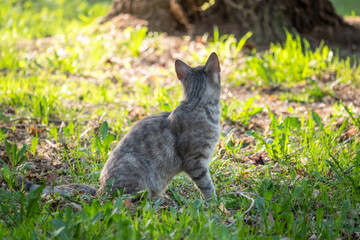 Naklejka na ściany i meble A beautiful fluffy gray cat sits on a green lawn in the sunset light