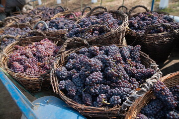 harvest blue grapes on vine plantation