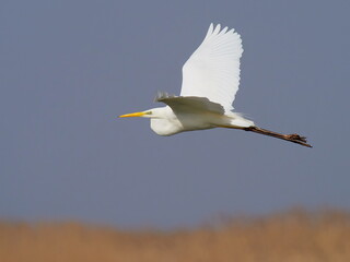 big white egret flying against the blue sky (ardea alba)