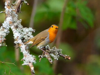 european robin (Erithacus Rubecula)