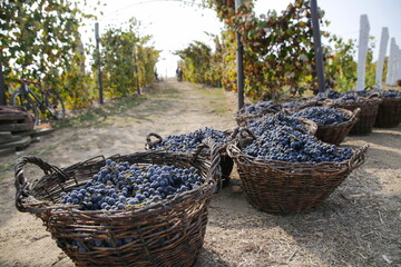 Fototapeta na wymiar harvest blue grapes on vine plantation