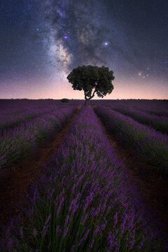 Spectacular view of starry night sky over lonely tree growing in purple lavender field