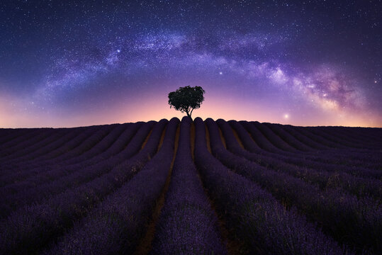 Spectacular view of starry night sky over lonely tree growing in purple lavender field