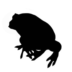 silhouette of frog isolated on white 