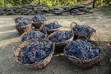 harvest blue grapes on vine plantation