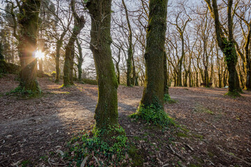 Arboleda del Parque de Eugenio Granell (O Paxonal)