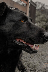 Belgian Shepherd dog