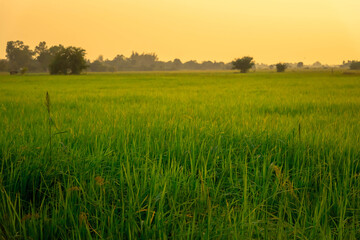 Autumn forest with the mountain. Colorful forest with sun light and orange trees. Scenery of nature with sunlight as a concept