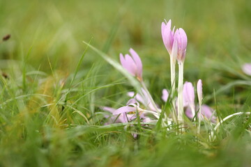 Obraz premium Krokus im Gras