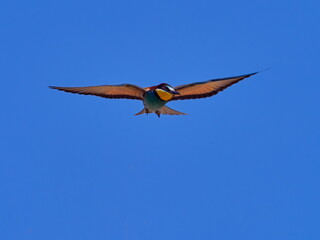 european bee-eater (Merops Apiaster) flying against the blue sky