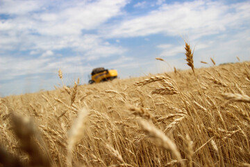 Beautiful field with golden wheat on the background of blue sky and harvester