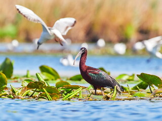 glossy ibis in natural habitat (plegadis falcinellus)