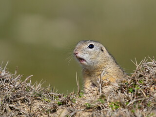 Naklejka na ściany i meble European ground squirrel in natural habitat (Spermophilus citellus)
