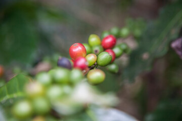 coffee plant