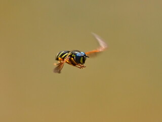 Black-and-yellow striped garden fly (Stratiomys chameleon)