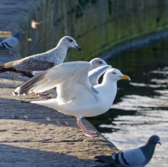 Flock of seagulls at claddagh basin in Galway, Ireland