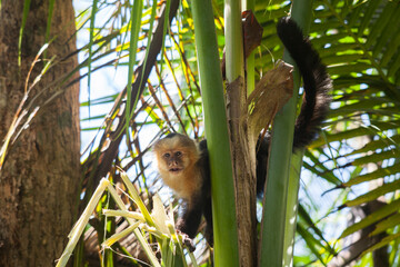 ape on tree