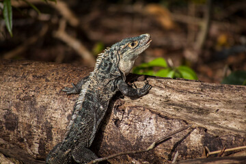 lizard