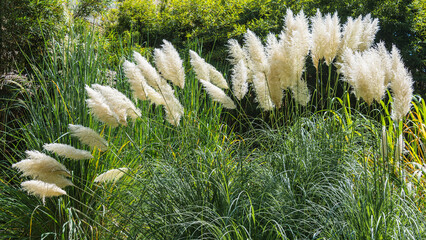 Pampasgras Cortaderia selloana