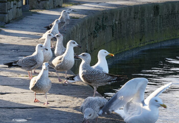 Flock of seagulls at claddagh basin in Galway, Ireland