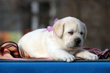 the nice yellow labrador puppy on the blue
