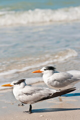 front view, close and medium distance of two or four royal tern, standing on a sandy tropical shoreline, facing the wind, on gulf of Mexico, sunny morning