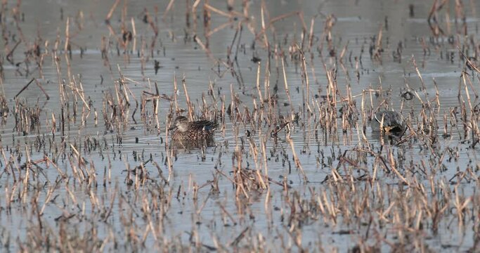 couple de sarcelle d'hiver (Anas crecca) se nourrissant et battant des ailes