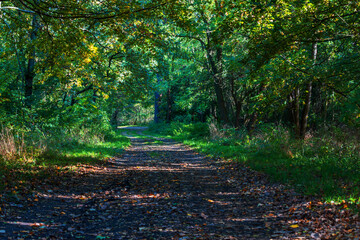 Forest Road. There are deciduous trees along the road. Trees make shadows.