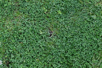 green grass background