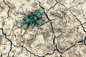 Top view of little tree and a cracked soil ground Earth which caused by global warming and...