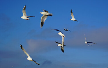 Seagulls flying against a clear blue sky