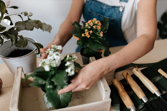 Cropped unrecognizable female gardener in denim overalls with potted plants with blooming flowers in wooden box